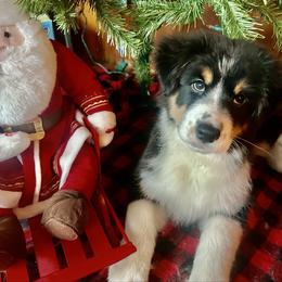 Girl 6 - Black tri-color female Australian Shepherd puppy in Newtown, Connecticut from Stepping Stone Kennel