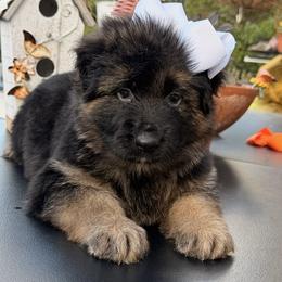 White - Fuchsia Collar - Black and red female German Shepherd puppy in Davie, Florida from Vom Broward Haus