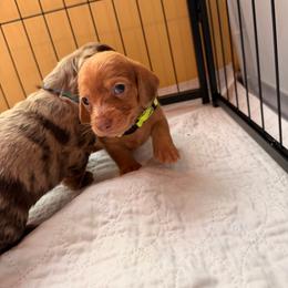 Red dapple girl HS yellow collar - Red female Dachshund puppy in Campbell, Texas from Blooming Grace Homestead