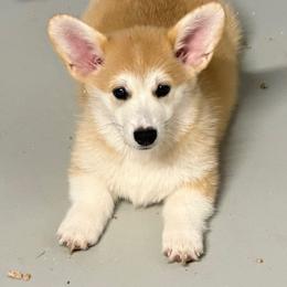 Burgundy Collar Female - Red female Pembroke Welsh Corgi puppy in Victoria, Texas from Clear Creek Corgis