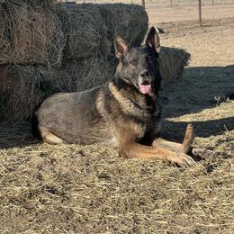 Hank - German Shepherd