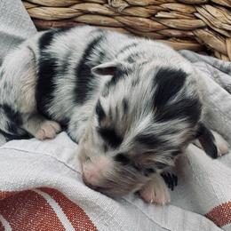 Boy 1 - Blue merle male Australian Shepherd puppy in Berne, Indiana from White Silo Aussies