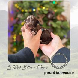 Pearl Keepsake - Lt Pink Collar - Merle female Goldendoodle puppy in Garland, Texas from Twilight Doodles