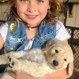 Goldendoodle Puppies from Cooley Doodles