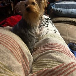 Aurora - Yorkshire Terrier