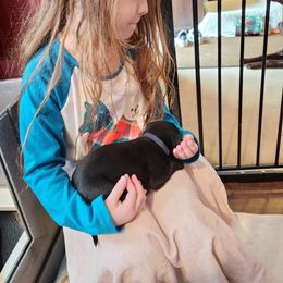Labrador Retriever Puppies from Labs of Cottonhollow