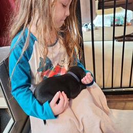 Labrador Retriever Puppies from Labs of Cottonhollow