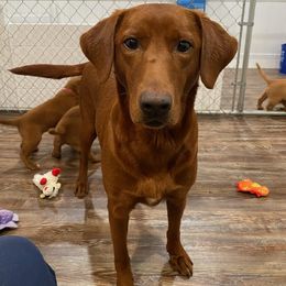 Meg - Labrador Retriever