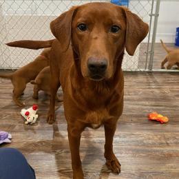 Meg - Labrador Retriever