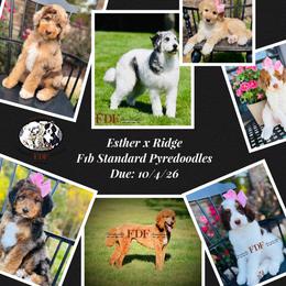 Pyredoodle puppies from FDF Pyredoodles & Bernedoodles