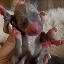 Ginger - Blue fawn female Italian Greyhound puppy in Southwest Florida, Florida from Woofford Italian Greyhounds