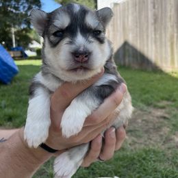 Siberian Husky Puppies from Fly Siberian