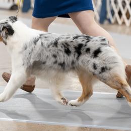 Australian Shepherds from Forestwood Australian Shepherds