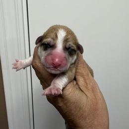 Burgundy Collar Female - Red female Pembroke Welsh Corgi puppy in Victoria, Texas from Clear Creek Corgis