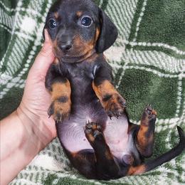 HOPE - Black and tan female Dachshund puppy in Swink, Oklahoma from Palali Farm