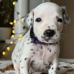 3rd pick female - White and liver brown female Dalmatian puppy in Lake Mathews, California from Bully Market