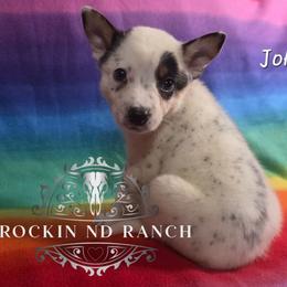 John - Blue male Australian Cattle Dog puppy in Silsbee, Texas from Rockin ND Ranch