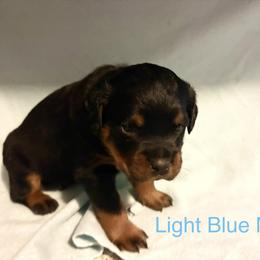 Rottweiler Puppies from Lindsay Boorman