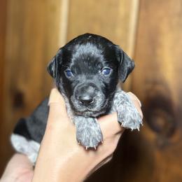 Girl 1 - female German Shorthaired Pointer puppy in Penn Valley, California from Finnan's Ranch German Shorthaired Pointers