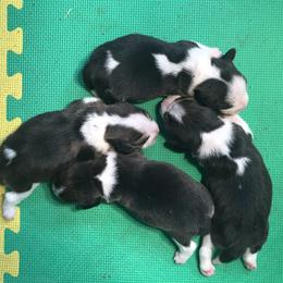 Beagles from Alakay Beagles