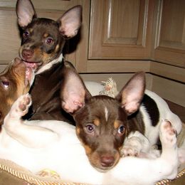 Rat Terrier Puppies from RaganRat Terriers