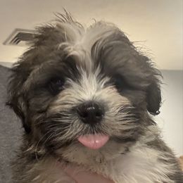 Boy 5 - Silver sable male Havanese puppy in Walpole, Massachusetts from Golden Glen Havanese