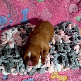 Maggie - Ruby female Cavalier King Charles Spaniel puppy in Pennsylvania from Julie's Cavalier King Charles Spaniels
