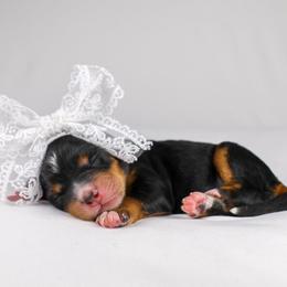Priya (red collar) - Tri-color female Bernedoodle puppy in Lehi, Utah from Heart J Bernedoodles