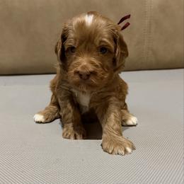 Maroon Boy - Caramel red male Australian Labradoodle puppy in West Union, South Carolina from Golden Corner Labradoodles, LLC