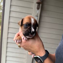 Oak - Fawn male Boxer puppy in Jamesville, New York from Reynolds Homestead Boxers