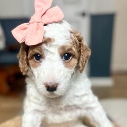 Cedar - Parti female Goldendoodle puppy in S AI Nt John, Indiana from Lulu's Goldendoodles