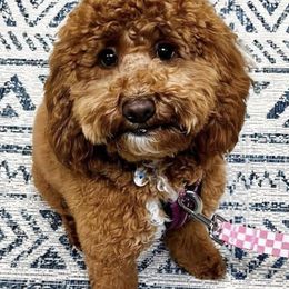 Goldendoodles from 4 Paws Mini Doodles