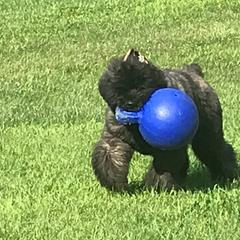 Bouvier des Flandres Puppies from I'm Special Bouviers