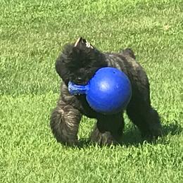 Bouvier des Flandres Puppies from I'm Special Bouviers