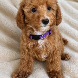 AKC Purple Collar - Red  female Poodle puppy in Dallas, Georgia from West Cobb Dogs