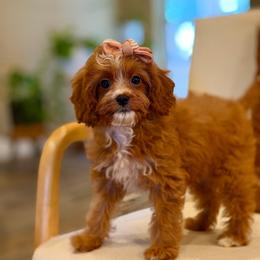 Dolly - Red female Cavapoo puppy in Melissa, Texas from Southern Love Cavapoos & Maltipoos