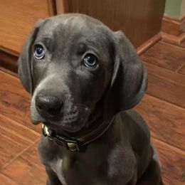 Weimaraners from Muskie Weimaraners