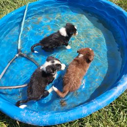Border Collie Puppies from Cullins Collies