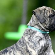 Perro de Presa Canarios from Beastmaster Kennels
