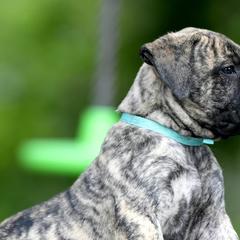 Perro de Presa Canarios from Beastmaster Kennels