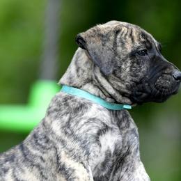 Perro de Presa Canarios from Beastmaster Kennels