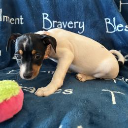 Rat Terrier Puppies from The Puppy Patch Rat Terriers