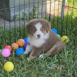 Miniature American Shepherd Puppies from Fruition Farms
