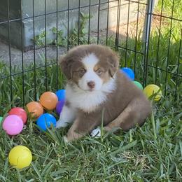 Miniature American Shepherd Puppies from Fruition Farms