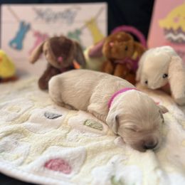 Golden Retriever Puppies from Sunshine Mountain Retrievers