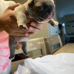 French Bulldog Puppies from Bully Mates