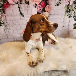 Coco - Beagle