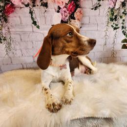 Coco - Beagle