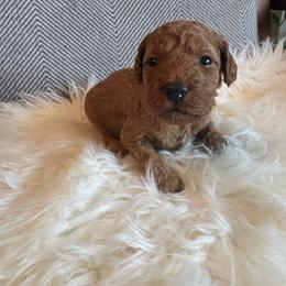 Davi - Red  male Goldendoodle puppy in Davie, Florida from Daviegoldendoodles