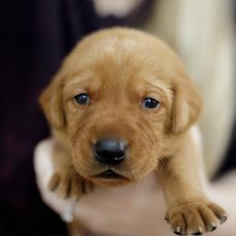 Murphy - Yellow male Labrador Retriever puppy in Allons, Tennessee from UC Labradors LLC